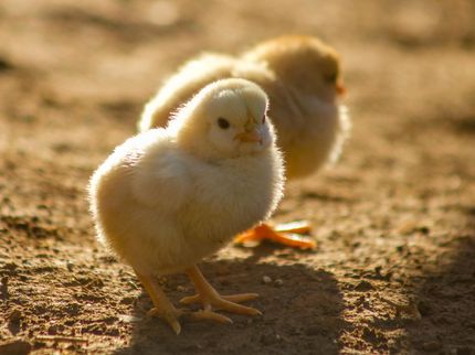 foodwatch verklagt Aldi wegen irreführender Kampagne zum Kükentöten