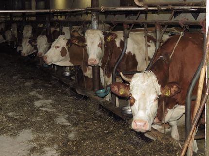 Studie zeigt: Milchkühen in Deutschland geht es oft schlecht