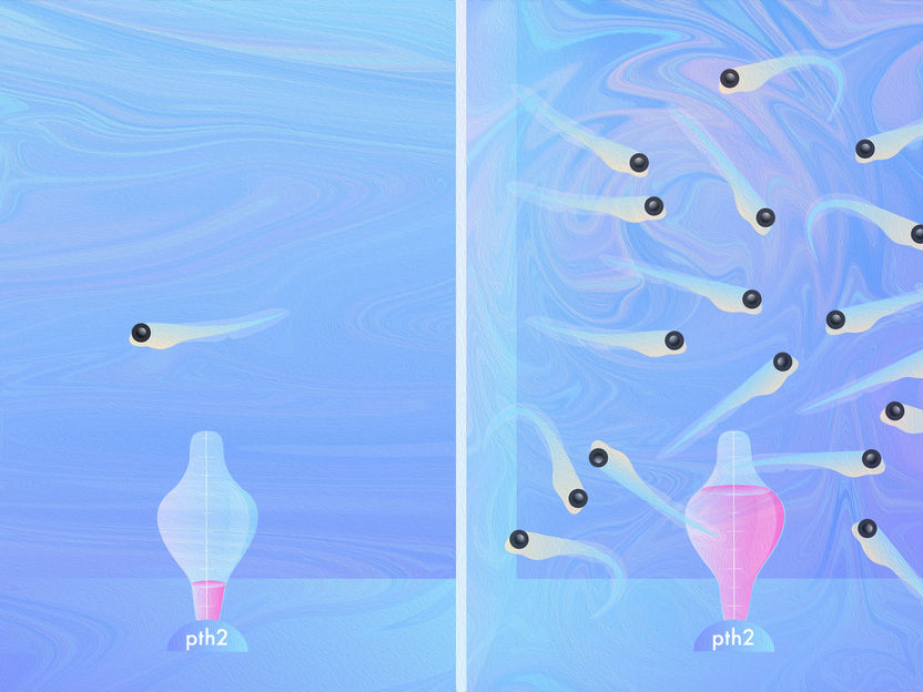 (c) Max-Planck-Institut für Hirnforschung / J. Kuhl