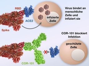 Start-up auf dem Weg zum Coronamedikament