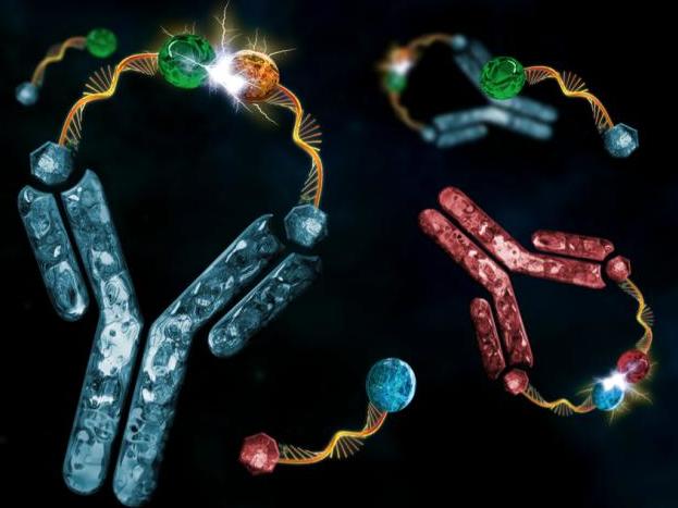 Cancer Research Antibodies - Elabscience