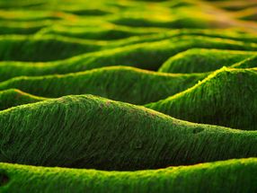BetaVia™ Complete from Kemin Granted Novel Food Approval in the European Union