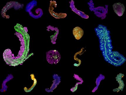 El desarrollo embrionario en una placa de Petri