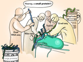 Neue Salmonellen-Proteine entdeckt