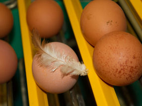 Die Herkunft der Eier sowie die Haltungsform der Legehennen bleibt bei verarbeiteten Produkten anonym