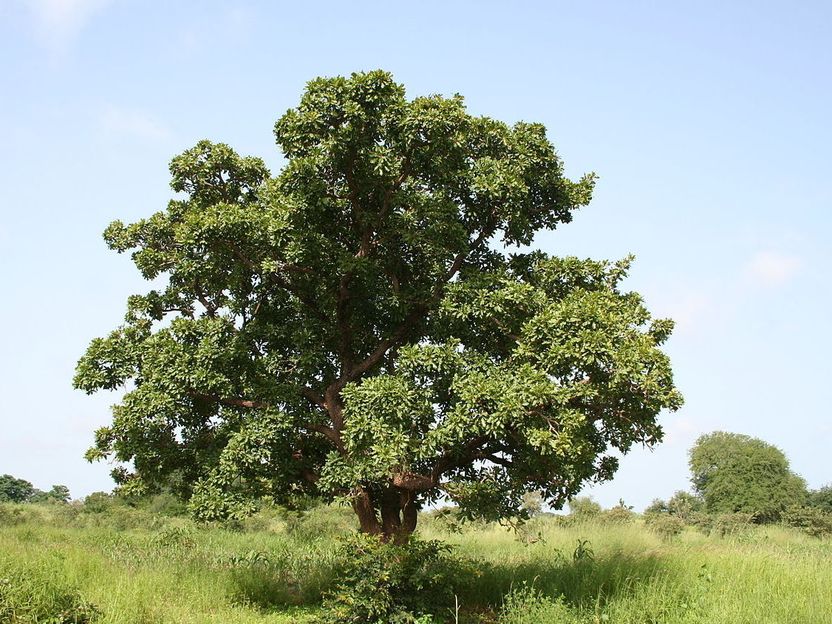 U.S. Permits Use of Additional Shea Ingredient Expanding Options for Food Customers