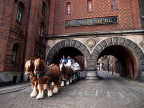 Carlsberg's brewery horses moving to Copenhagen Zoo