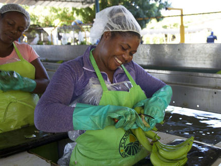 Matilde de la Rosa washes bananas at a Fairtrade certified plantation in the Dominican Republic
