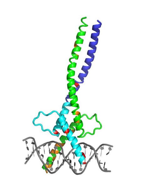 Vivian Pogenberg, EMBL Hamburg