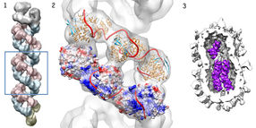 Estructura de la ribonucleoproteína del virus de la gripe