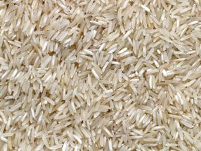 Plantas de arroz resistentes