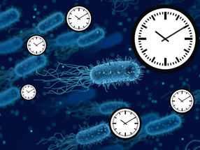 Bacterial cells can tell the time