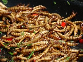 EU authority gives green light for products with mealworms