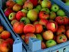 Wie aus Apfeltrester Ethanol gewonnen werden kann