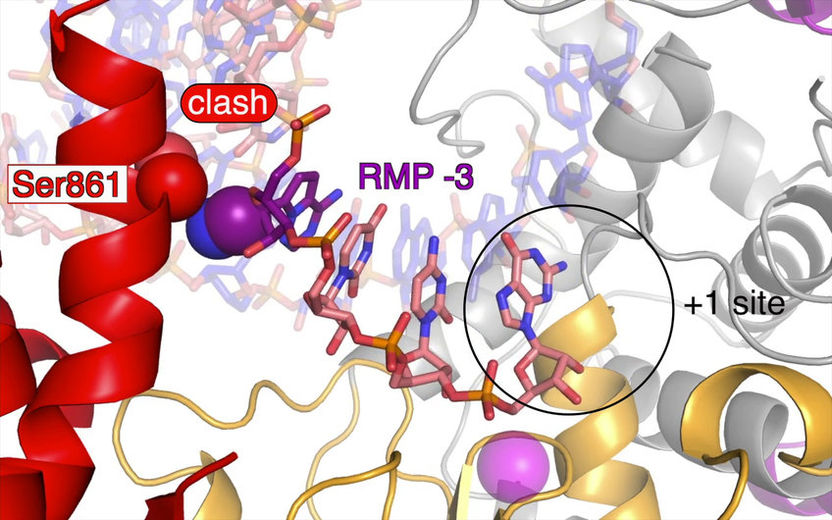 © Hauke Hillen, Goran Kokic, and Patrick Cramer / Max Planck Institute for Biophysical Chemistry
