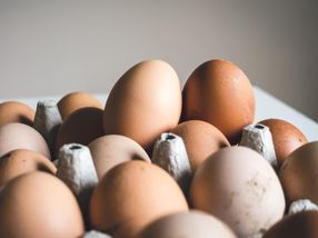 Pulsed ultraviolet light technology to improve egg safety, help poultry industry