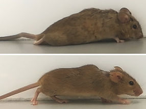 La citoquina de diseño hace que los ratones paralizados vuelvan a caminar