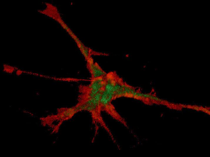 © Molekulare Neurobiochemie