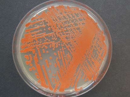 Rote Hefe aus Tiefsee-Sedimenten zeigt antibakterielle und krebshemmende Eigenschaften