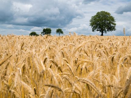 New biodegradable polyurethane foams are developed from wheat straw