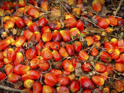 Palmöl in Deutschland zu 83 Prozent nachhaltig zertifiziert