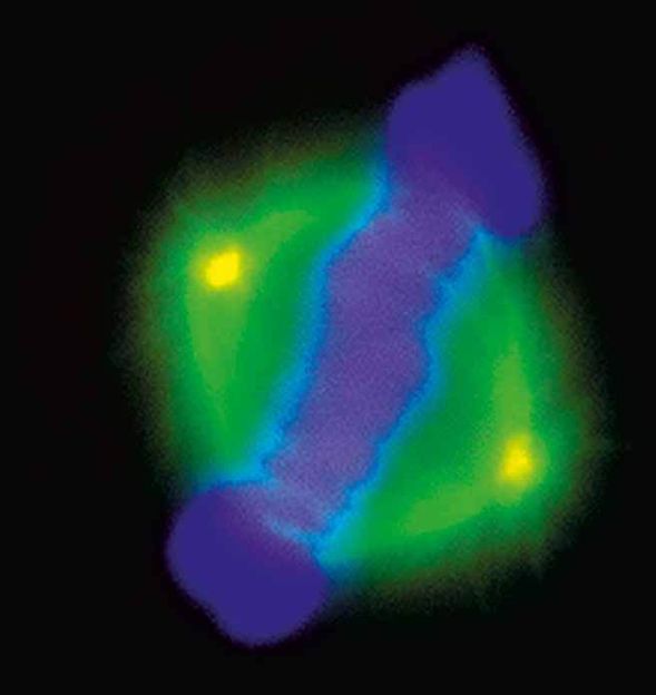 © MPI für Biochemie / E. Nigg-Martignoni, P. Meraldi