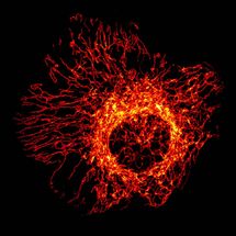 Mitochondrien-Netzwerk