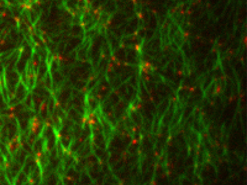 © MPI für Biochemie / Sven Vogel