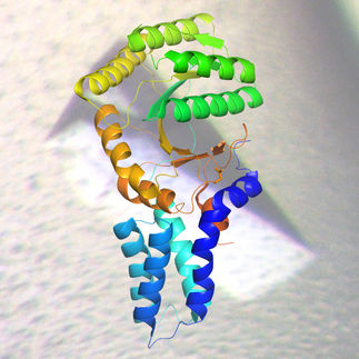 SRP-Rezeptorprotein