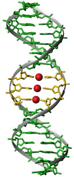 Forscher haben DNA mit winzigem "Draht" versehen