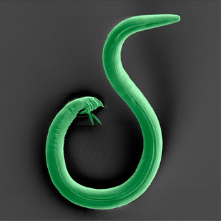 Fadenwurm