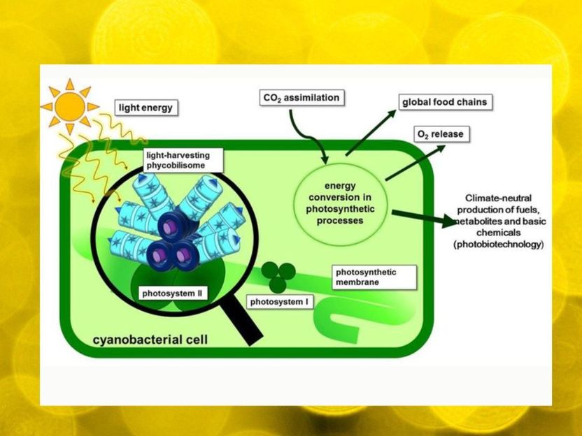 Chemists discover why photosynthetic light-harvesting is so