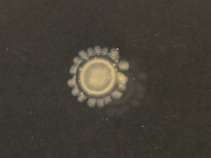 Evolution of the E. coli colony modified using synthetic biology.