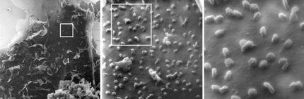 Wie die Zelle das Virus bindet