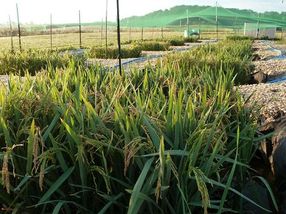Instalación de Investigación, Comunicación y Educación sobre el Arroz (RICE) en la Universidad de Delaware, donde el Laboratorio Seyfferth lleva a cabo experimentos con el arroz en los arrozales al aire libre.