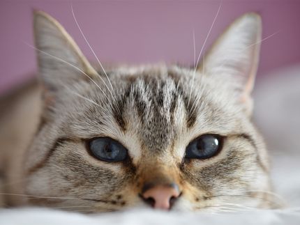 Neuer immuntherapeutischer Ansatz zur Behandlung von Katzenallergien