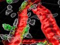 Mast cells: sentinels and high-speed messengers of the immune defense