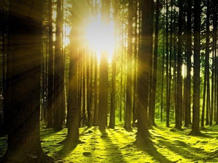 Kein Beleg für Corona-Abwehr durch Vitamin-D-Einnahme