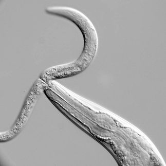 MPI für Entwicklungsbiologie