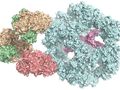 Stoffwechsel: Forscher klären erstmals Struktur von riesigem Enzymkomplex auf