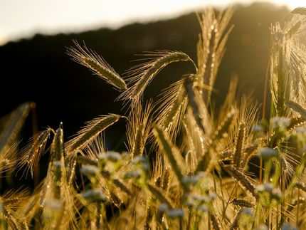 Einsatz alternativer Getreidesorten als Maßnahme gegen Klimawandel