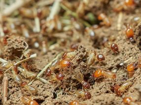 Los microbios del intestino de las termitas podrían ayudar a la producción de biocombustible