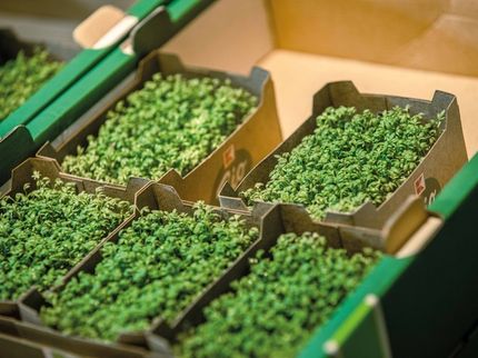 Die Silphie-Verpackungen werden bei der Kaufland Eigenmarke K-Bio für die Gemüsesorten Kresse, weiße und braune Champignons sowie Tomaten als innovative Verpackungen verwendet.