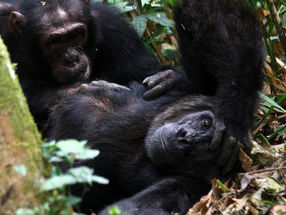 Schimpansen bei der Fellpflege