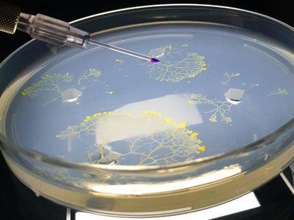 MPI für Dynamik und Selbstorganisation