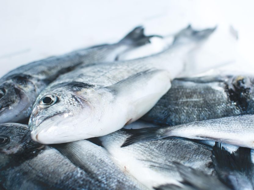 Unterwegs zum veganen Fisch-Ersatz - Frosta berichtet über Geschäft