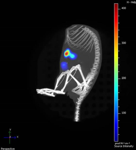 AG Experimentelle Radiologie