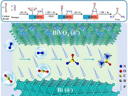 Neuartige Katalysatoren verbessern die Effizienz der Harnstoffsynthese bei Umgebungsbedingungen
