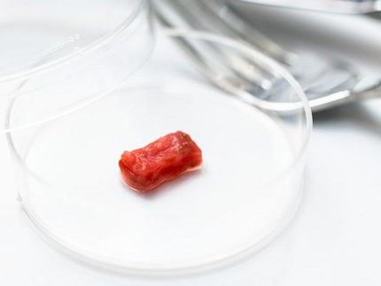 Forscher an der Universität von Tokio entwickeln eine Methode zur Züchtung von Fleisch im Labor in Form von kontraktilem Rindermuskel im Millimeterbereich, der Steakfleisch sehr ähnlich ist