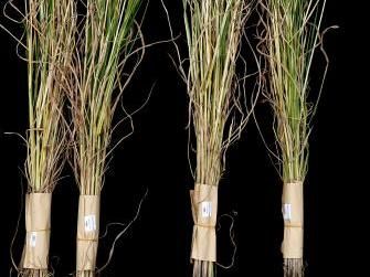 Rice Plant Resists Arsenic